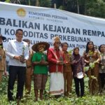 Bibit Kopi Unggulan Bantuan Jokowi Ditanam Di Toraja