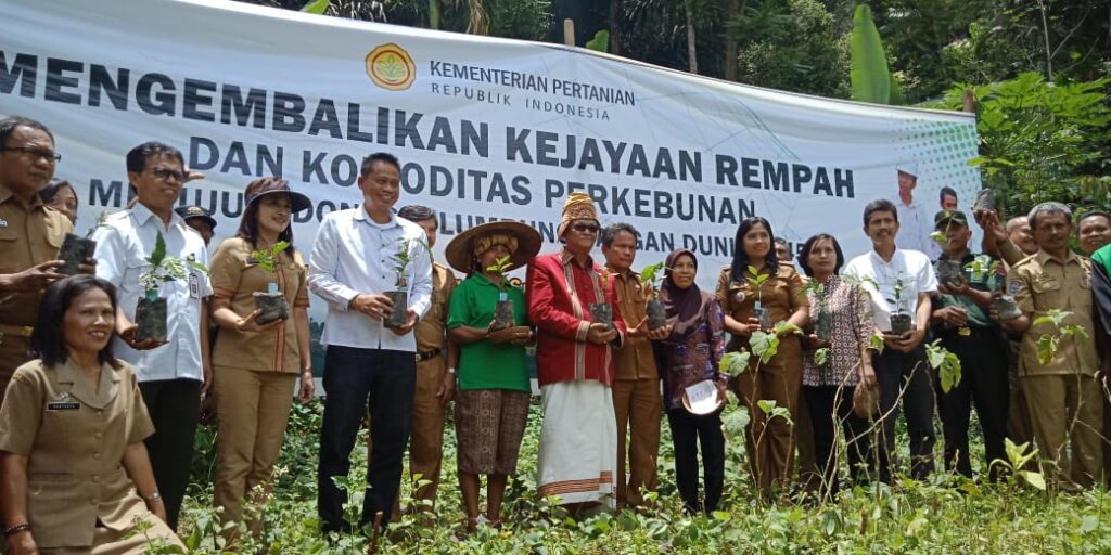 Bibit Kopi Unggulan Bantuan Jokowi Ditanam Di Toraja