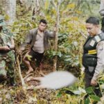 Ingin Menjerat Babi Hutan, Pasutri di Toraja Tewas Tersengat Listrik