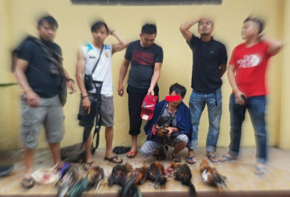 Polisi Bubarkan Judi Sabung Ayam di Dua Tempat Berbeda