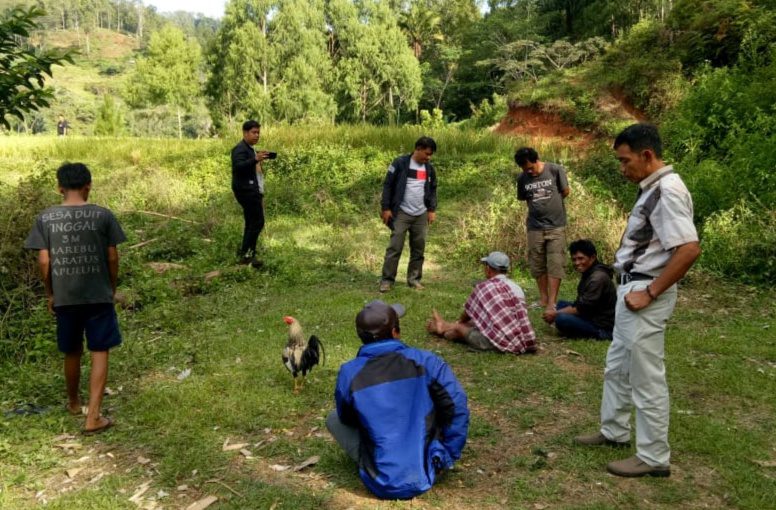 Polisi Ciduk Empat Pelaku Judi Sabung Ayam
