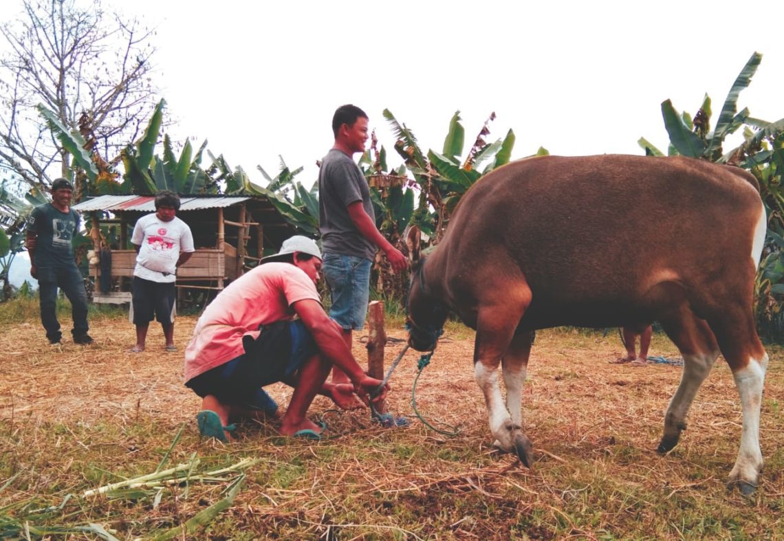 Wagub Sulsel, Sumbang Satu Ekor Sapi Ke Masjid Nurul Muallaf Mengkendek
