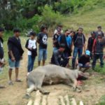 Kerbau Mengamuk Serang Warga, Akhirnya Ditembak