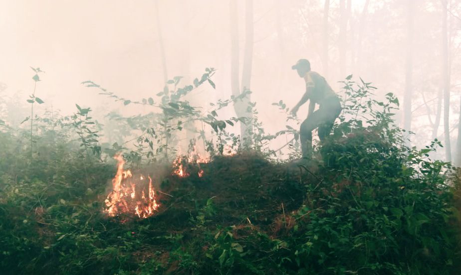 Tujuh Hektar Hutan Produksi di Tando Tando Kembali Terbakar 2 Tujuh Hektar Hutan Produksi di Tando Tando Kembali Terbakar