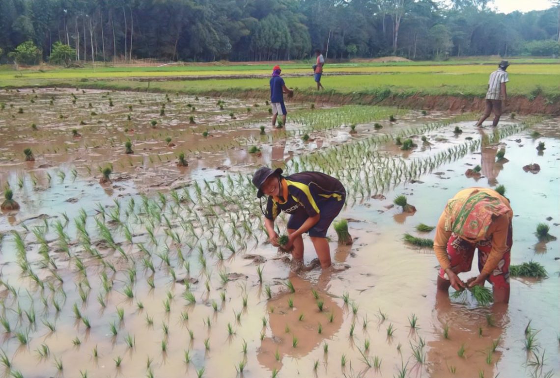 Mahasiswi Asal Jepang Lakukan Penelitian Padi Lokal di Toraja 2 Mahasiswi Asal Jepang Lakukan Penelitian Padi Lokal di Toraja