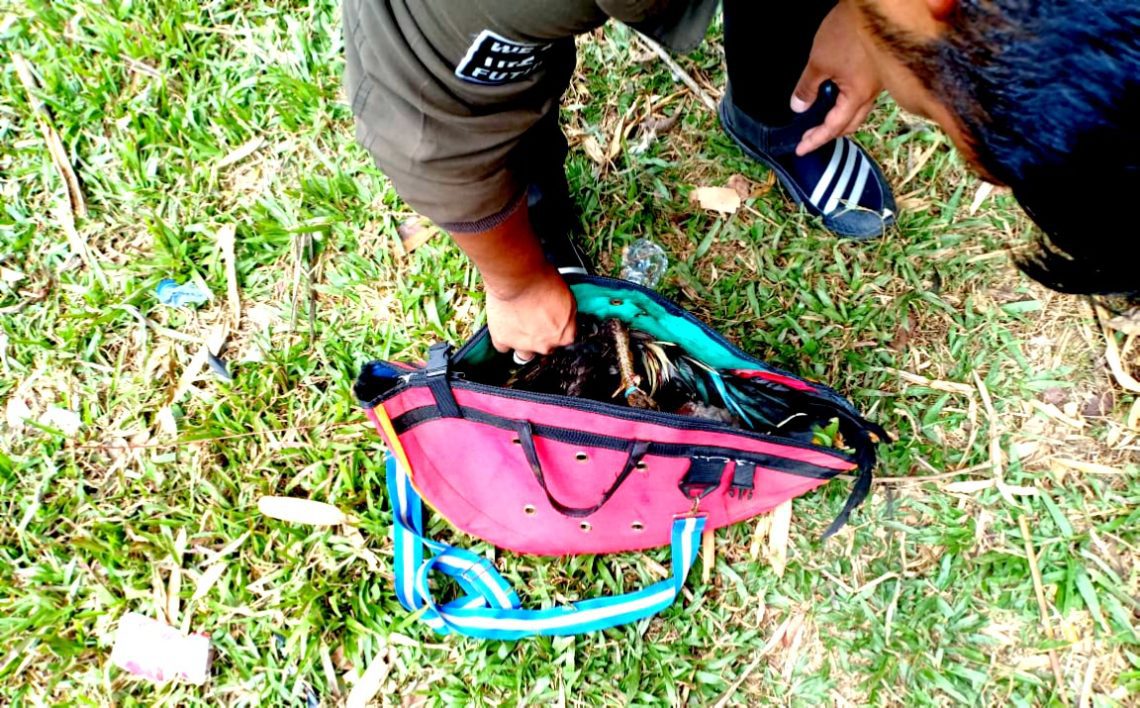 Diduga Bocor, Para Pelaku Judi Sabung Ayam Membubarkan Diri Sebelum Polisi Tiba di Lokasi