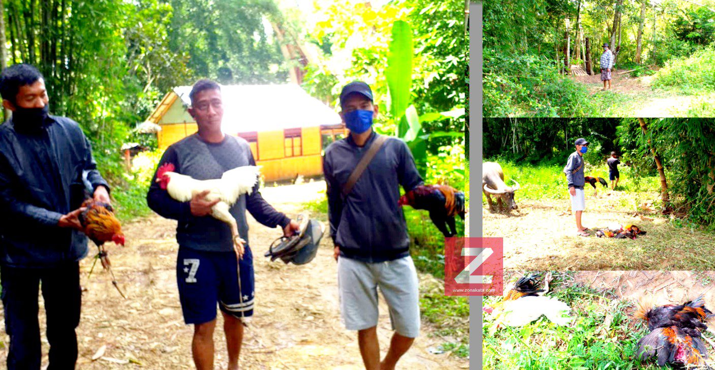 Polisi Bubarkan Judi Sabung Ayam di Bebo’, 5 Ayam Aduan Diamankan