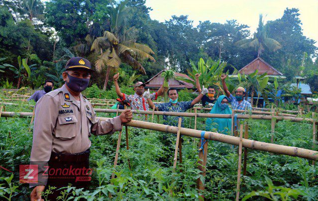 Panen Perdana Sayuran, Kadis Asman Pacu Warga Manfaatkan Pekarangan Rumah 2 Panen Perdana Sayuran, Kadis Asman Pacu Warga Manfaatkan Pekarangan Rumah