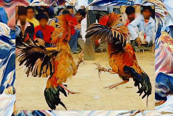 Polisi Gerebek Judi Sabung Ayam di Kaero Sangalla, Para Pelaku Lari Tunggang Langgang