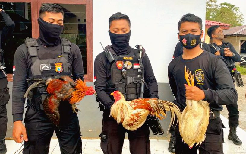Polisi Gerebek Judi Sabung Ayam di Sa’dan, Toraja Utara