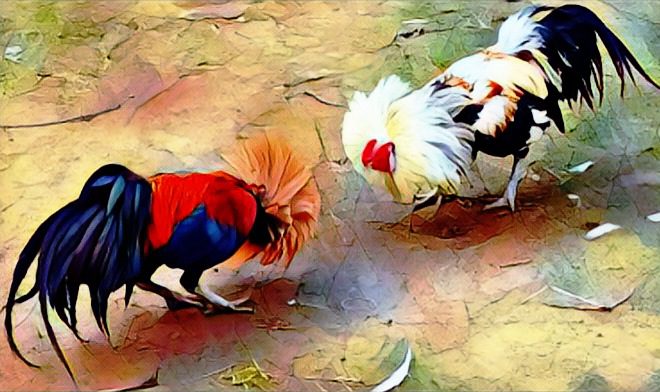 Polisi Bubarkan Judi Sabung Ayam di Katakka Rembon