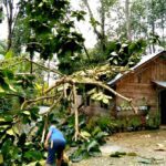 Hujan Deras Disertai Angin Kencang, 1 Rumah di Sarira Makale Utara, Rusak Tertimpa Pohon