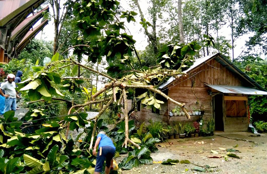 Hujan Deras Disertai Angin Kencang, 1 Rumah di Sarira Makale Utara, Rusak Tertimpa Pohon