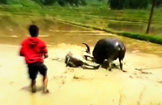 Nahas, Seekor Kerbau Mati Saat di Uji Coba Bertarung