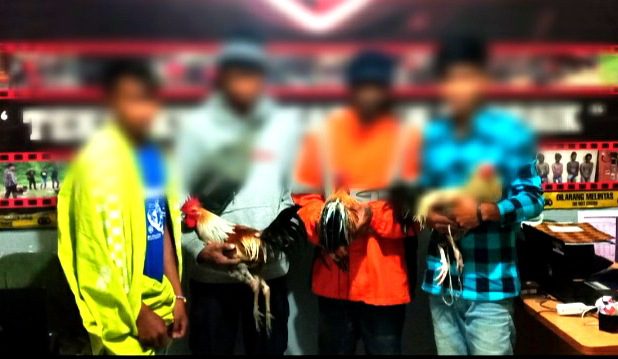 Gerebek Judi Sabung Ayam di Tiakka, 4 Pelaku Diamankan Polisi 2 Gerebek Judi Sabung Ayam di Tiakka, 4 Pelaku Diamankan Polisi