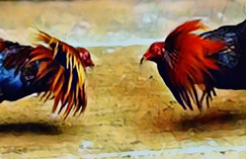 Gerebek Judi Sabung Ayam di Tiakka, 4 Pelaku Diamankan Polisi