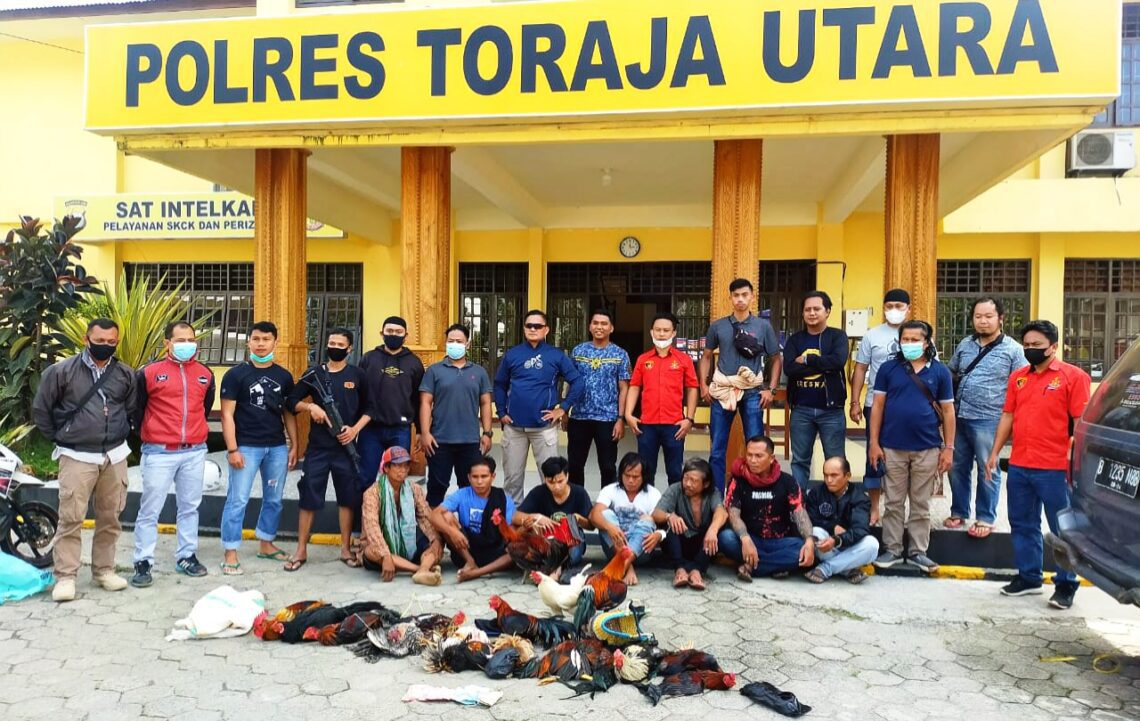 “Tim Singgallung” Kembali Beraksi, 7 Pelaku Judi Sabung Ayam Diamankan