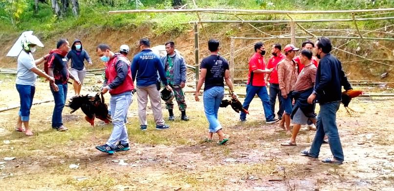 "Tim Singgallung" Kembali Beraksi, 7 Pelaku Judi Sabung Ayam Diamankan 2 "Tim Singgallung" Kembali Beraksi, 7 Pelaku Judi Sabung Ayam Diamankan