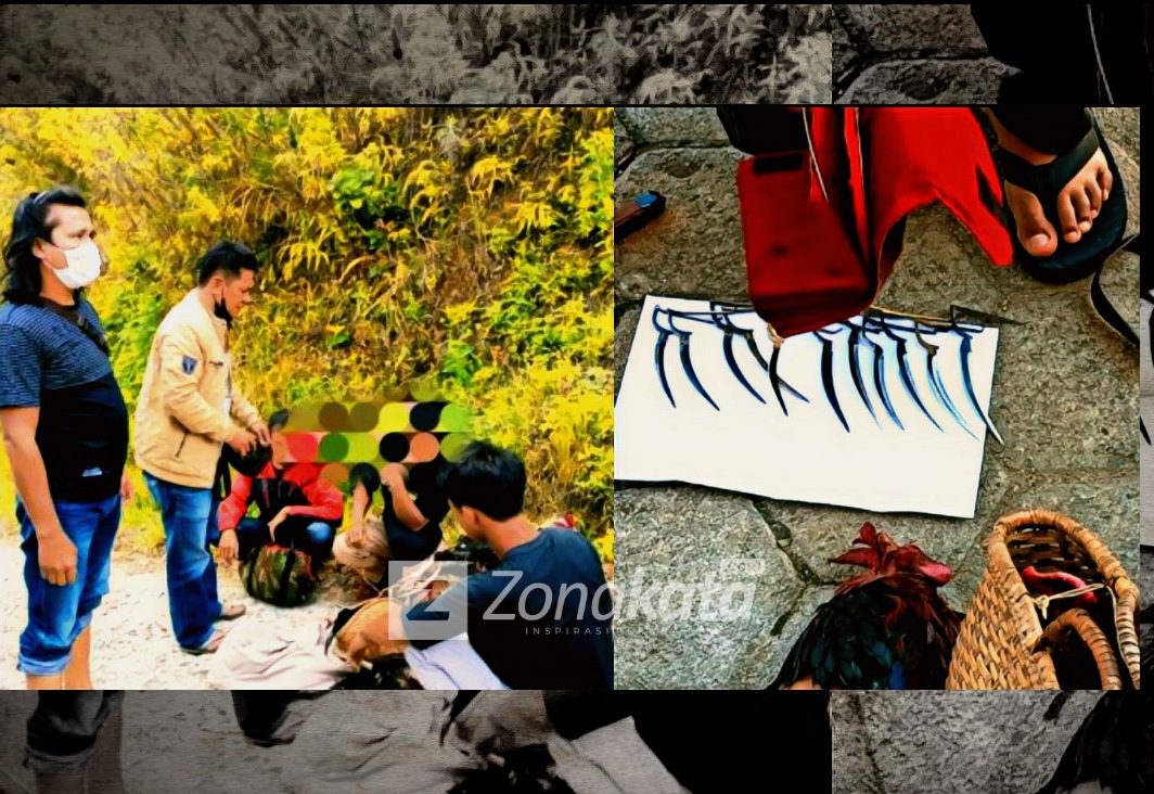 Polisi Kembali Ringkus 8 Pelaku Judi Sabung Ayam di Toraja Utara