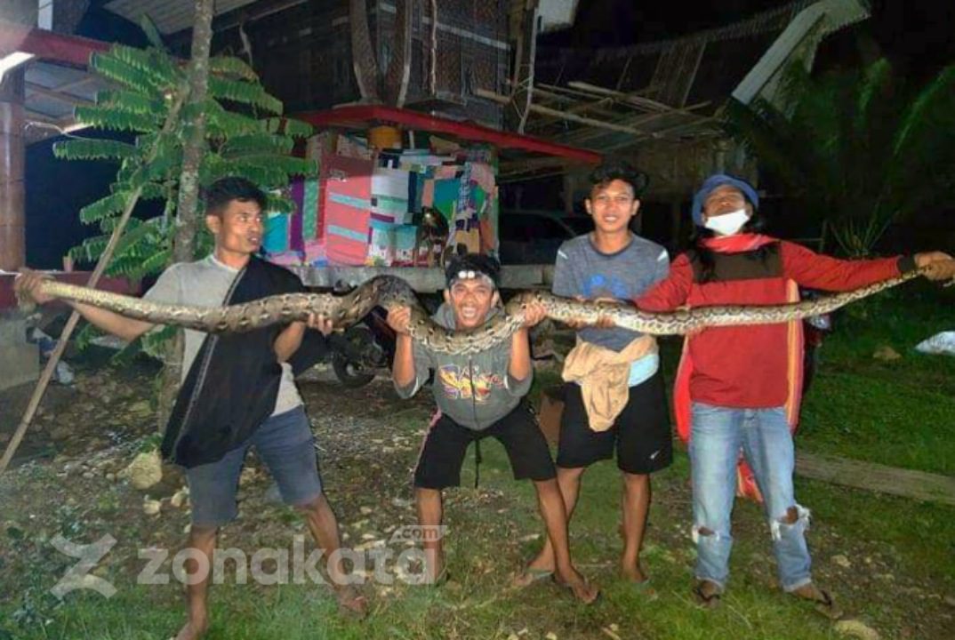 Warga Pa’gasingan Lemo Tangkap Ular Piton Sepanjang 3,5 Meter