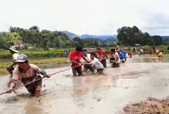 Mangriu’ Kayu, Tradisi Turun Temurun Warga Awan Rantekarua