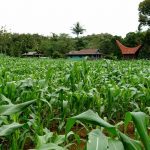 Dinas Pertanian Tana Toraja Kembangkan Jagung Jenis Srikandi Kuning
