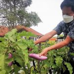 Dinas Pertanian Kabupaten Tana Toraja Ajak Masyarakat Manfaatkan Lahan Pekarangan Menjadi Lahan Produktif
