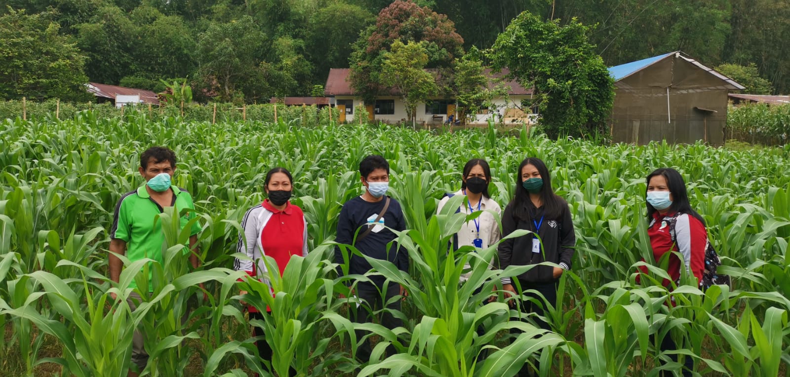 Dinas Pertanian Tana Toraja Rutin Lakukan Pengawasan Benih Jagung 1 Dinas Pertanian Tana Toraja