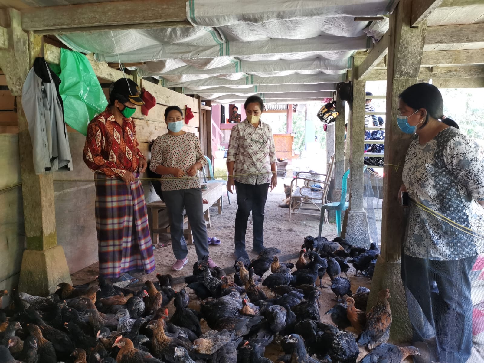 Bantuan Ayam Dinas Pertanian Tana Toraja