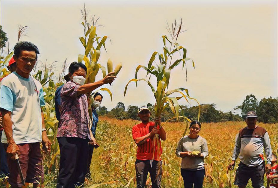 Hadiri Panen Jagung di Talion, Kadis Pertanian Apresiasi Kelompok Tani Pitti