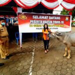 Winda Gadis Asal Palopo Raih Hadiah Kerbau Gebyar Vaksinasi Polres Toraja Utara