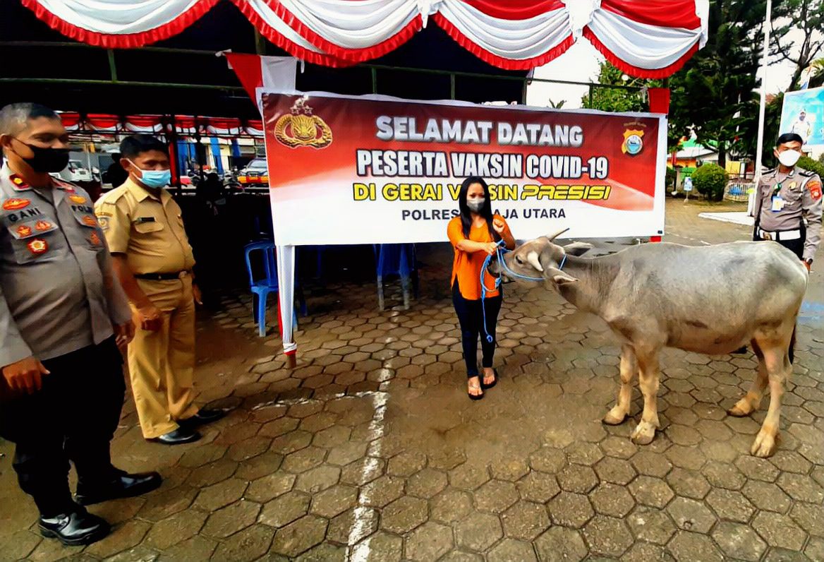 Winda Gadis Asal Palopo Raih Hadiah Kerbau Gebyar Vaksinasi Polres Toraja Utara