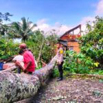 Pohon Tumbang