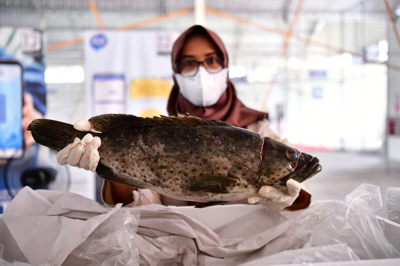 Plt Gubernur Sulsel Lepas Ekspor 2,3 Ton Ikan Segar Langsung ke Singapura