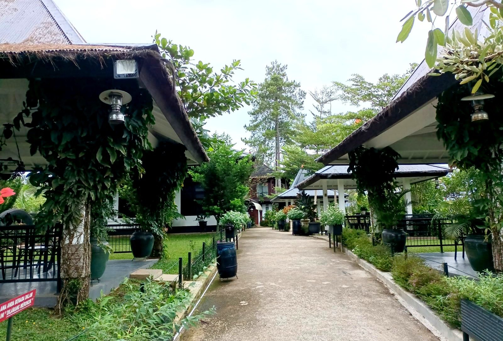 Wah, Asyiknya Minum Kopi Toraja di Perkebunan, Keren Banget