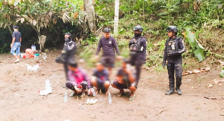 Kurungan Penjara Menanti Para Pelaku Judi Sabung Ayam di Tana Toraja