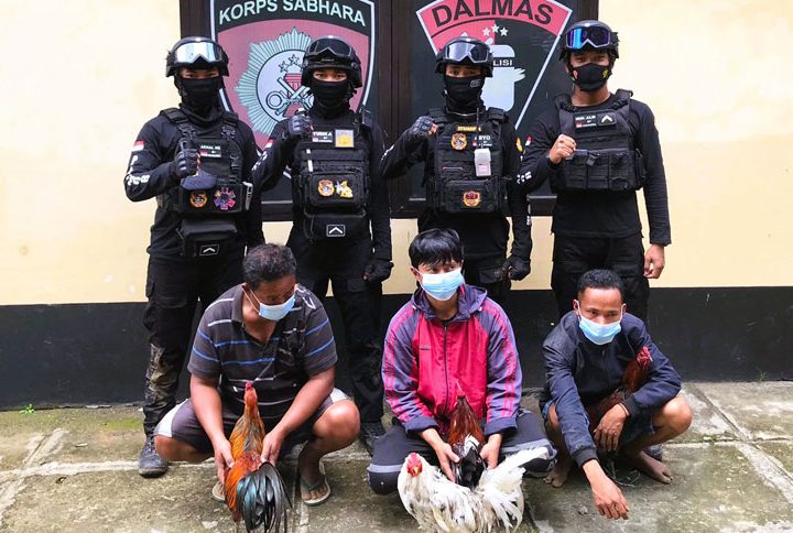 Kurungan Penjara Menanti Para Pelaku Judi Sabung Ayam di Tana Toraja