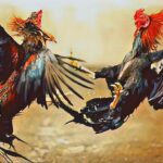 Sulit Dihentikan, Dandim Janji Turun Langsung Bubarkan Judi Sabung Ayam