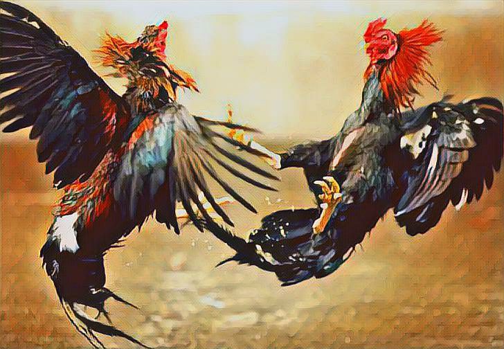 Sulit Dihentikan, Dandim Janji Turun Langsung Bubarkan Judi Sabung Ayam