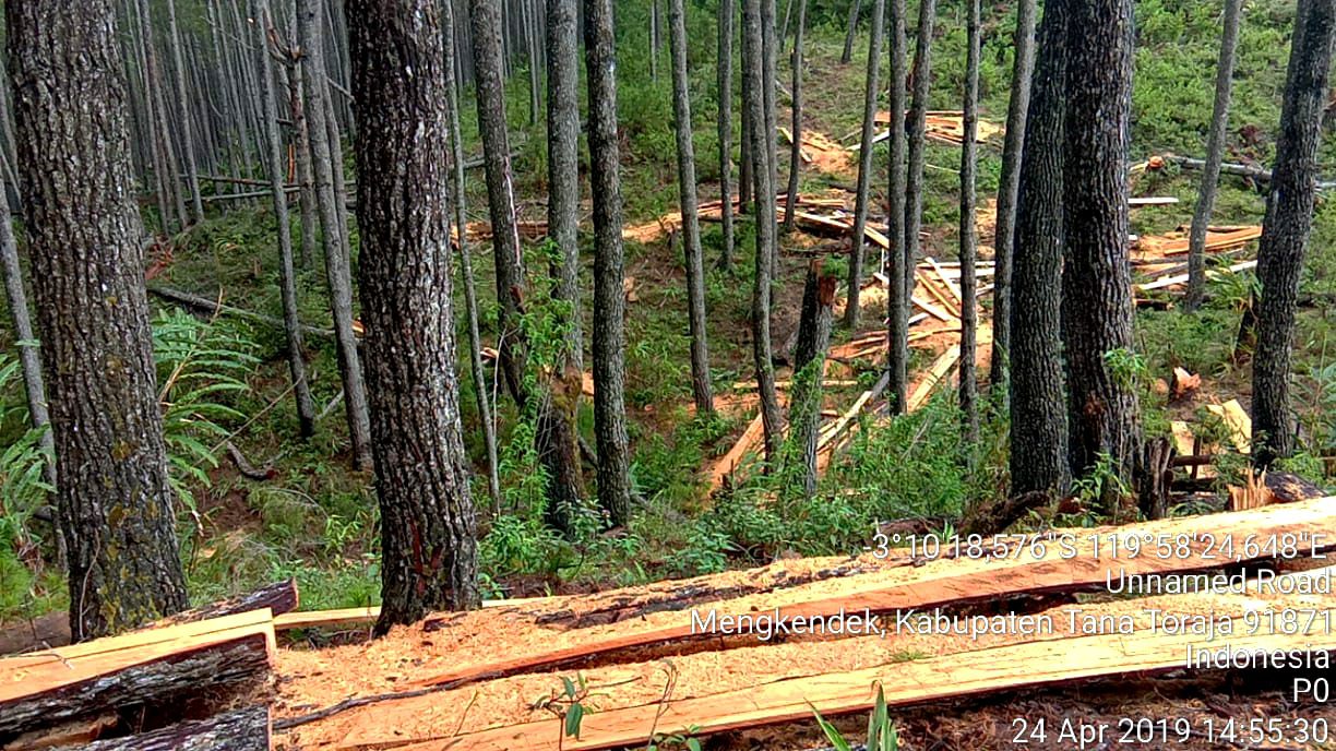 Kasasi KLKH Dikabulkan MA, Hutan Lindung Latimojong Sah Kawasan Hutan
