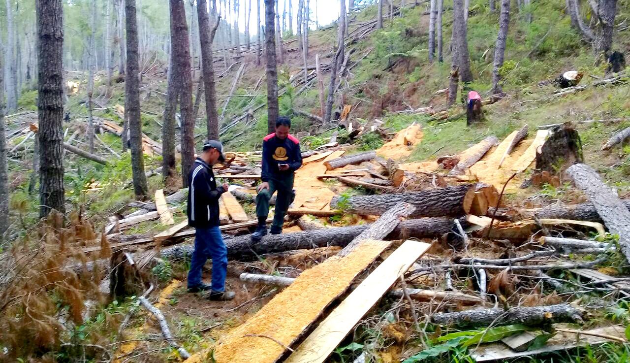 Kasasi KLKH Dikabulkan MA, Hutan Lindung Latimojong Sah Kawasan Hutan
