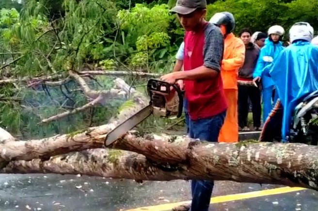 Ditimpa Pohon Tumbang di Rantelemo, Satu Pengendara Mengalami Luka Serius