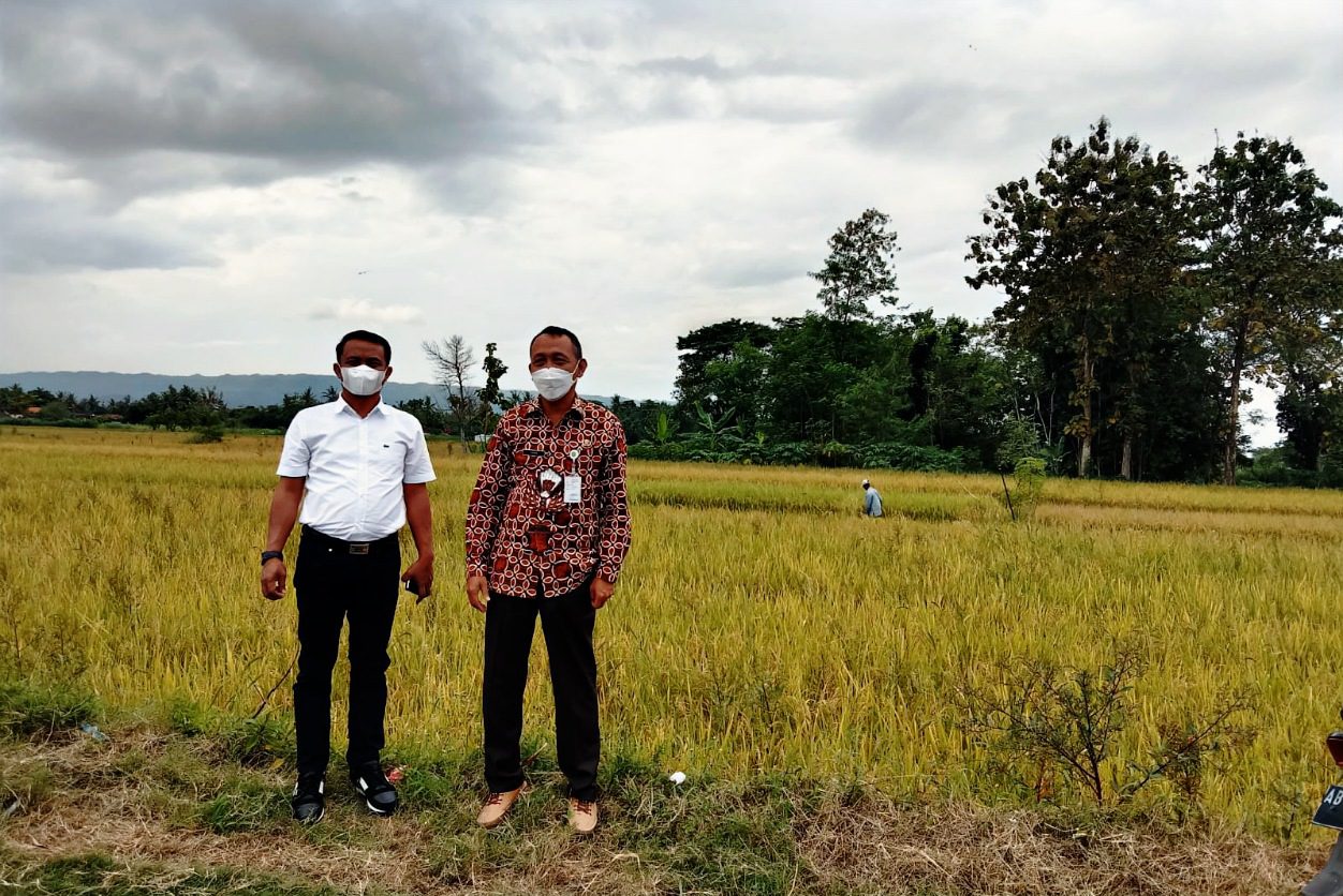 Kunjungi Bantul, Kadis Asman Kagum Lihat Budidaya Padi IP400 dan Kampung Buah