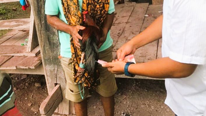 Polres Toraja Utara Amankan Dua Pelaku Judi Sabung Ayam di Nanggala