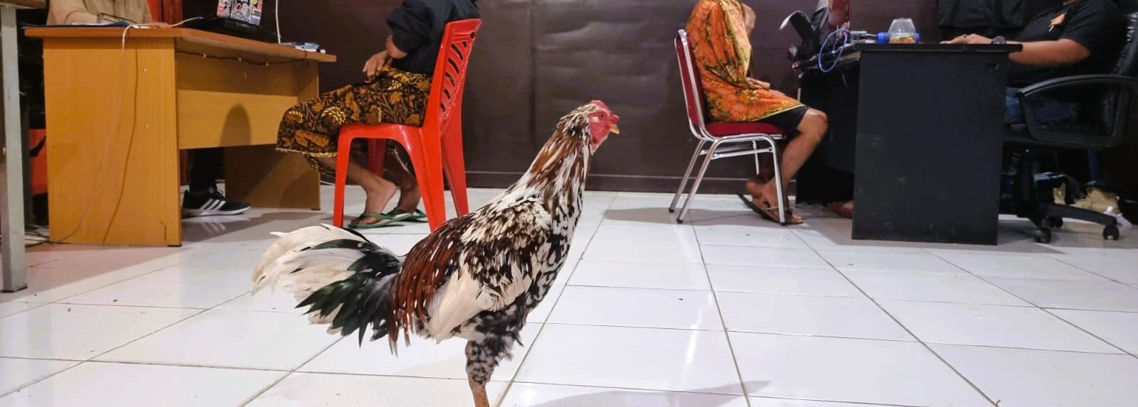Polres Toraja Utara Amankan Dua Pelaku Judi Sabung Ayam di Nanggala 2 Polres Toraja Utara Amankan Dua Pelaku Judi Sabung Ayam di Nanggala