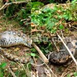 Telan Babi Hutan, Ular Piton 6 Meter Ditangkap Warga Lewaja