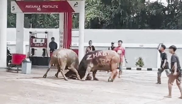 Kabur Dari Arena, Kerbau Petarung Masuk SPBU Tallunglipu dan Lanjut Berlaga