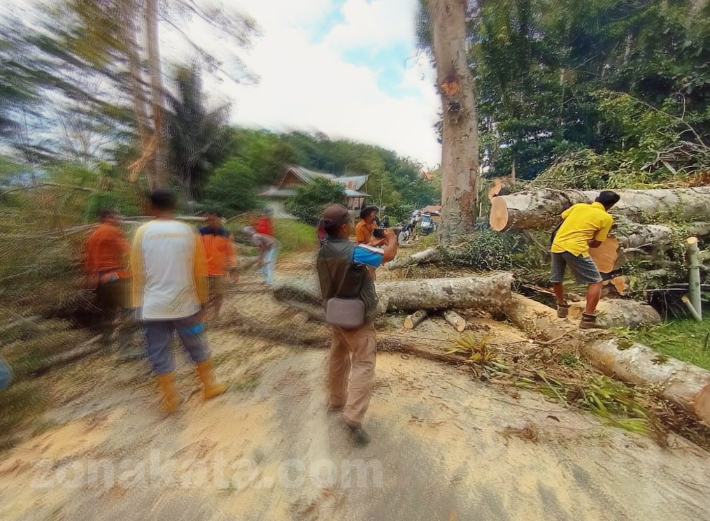 Hampir Sepekan Tutupi Jalan, Pohon Beringin di Makale Dievakuasi Setelah Ritual Adat