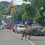Kerbau Ngamuk, Seruduk Pengendara Hingga Masuk Warung Bakso di Mamullu