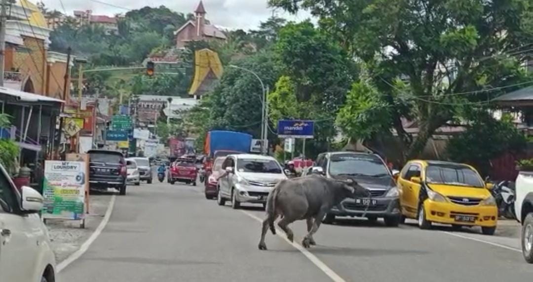 Kerbau Ngamuk, Seruduk Pengendara Hingga Masuk Warung Bakso di Mamullu